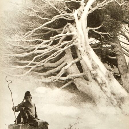 Chin San Long Photograph Zhang Daqian Cypress Trees