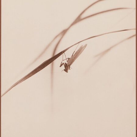 Chin San Long Photograph - Mantis