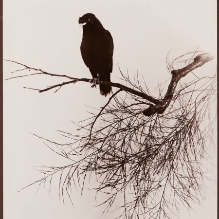 Chin San Long Photograph - Bird on Branch
