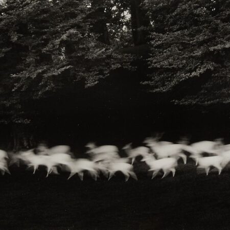 Paul Caponigro "Running White Deer" Photograph