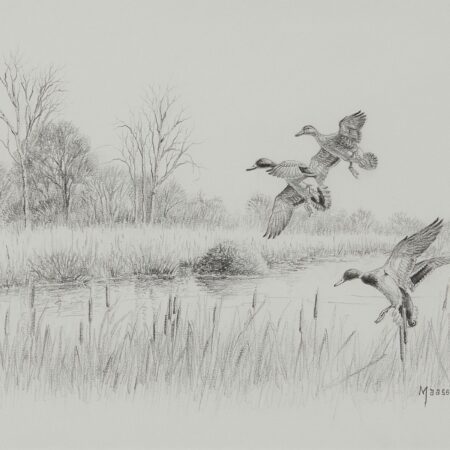 David Maas Graphite Drawing of Ducks