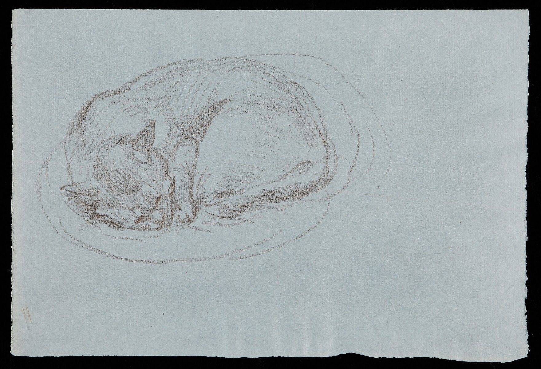 Paul Cadmus Sleeping Cat Crayon on Blue Paper