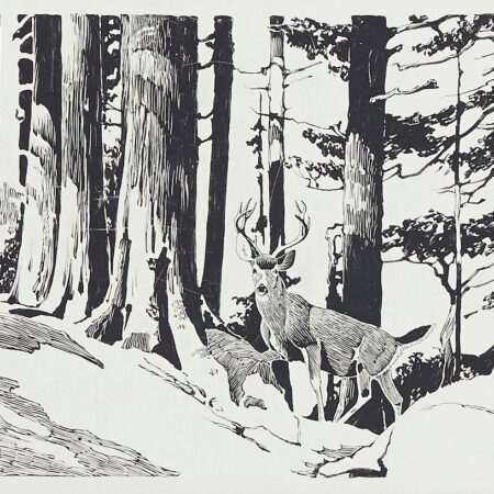 Francis Lee Jacques Deer in Woods Scratchboard