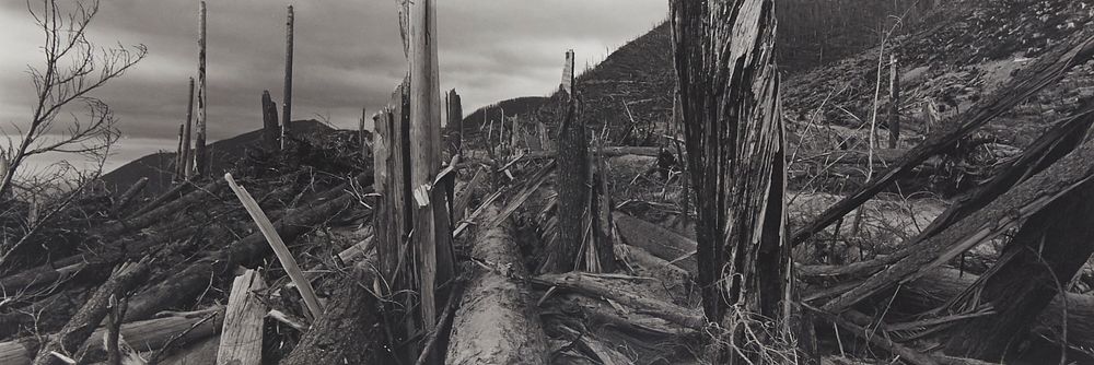 Frank Gohlke "Downed Trees Near Ryan Lake" Photograph