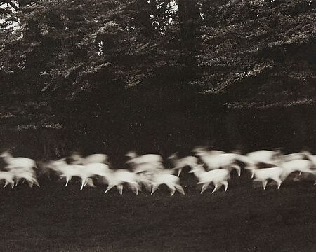 Paul Caponigro Running White Deer Photograph