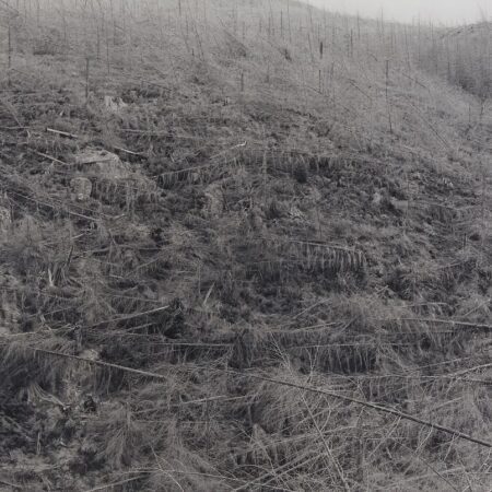 Frank Gohlke "Young Trees Killed by Heat" Photograph