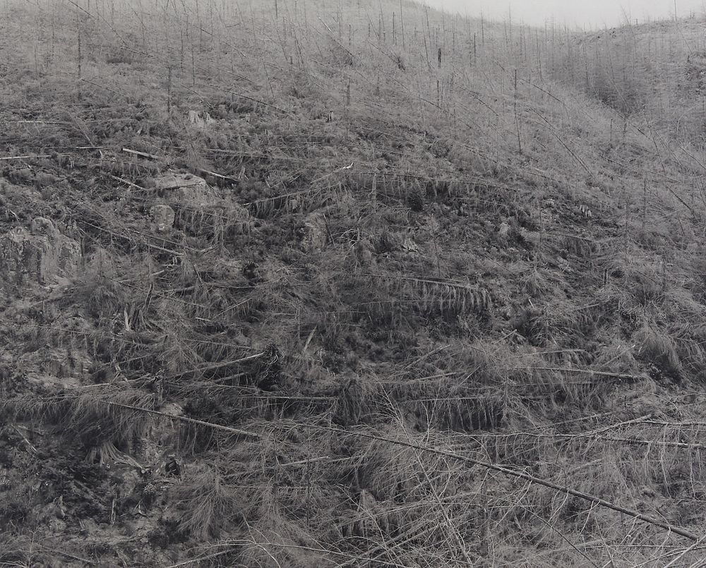 Frank Gohlke "Young Trees Killed by Heat" Photograph