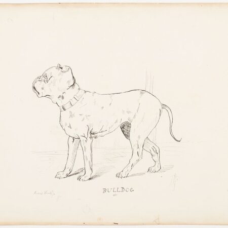 Duncan Grant "Bulldog" Ink & Graphite Drawing