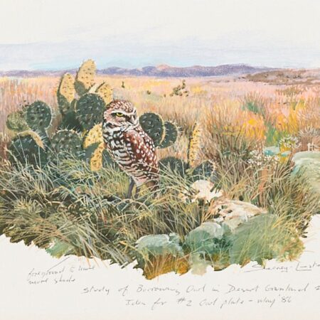 John Seerey-Lester "Study of Burrowing Owl" Oil on Board